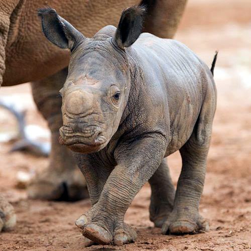 В зоопарке Австралии родился белый малыш носорога Рино! - фото 1