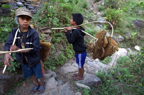 История о том, как в Непале мед добывают - фото 1