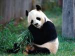 Чем питаются панды?