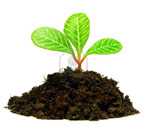 Что необходимо растениям для роста?