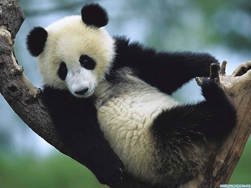 Красавицы - панды. ( 20 фото ) - фото 1