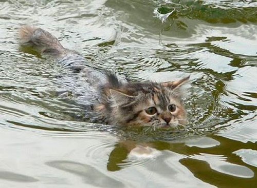 Любят ли кошки плавать? - фото 1