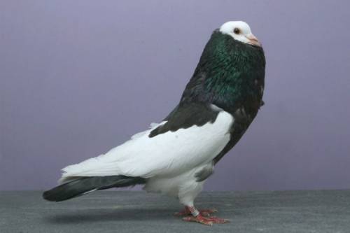    -  7