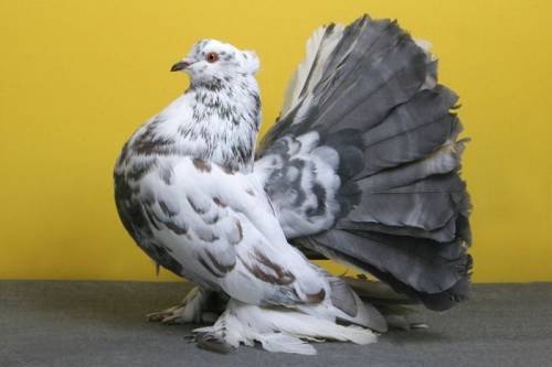 Редкие породы голубей - фото 1